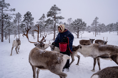 Arctic Highlights: Dogsledding & Reindeer Feeding Combo