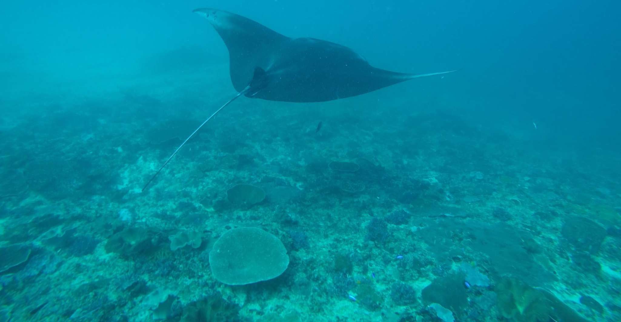 Nusa penida, Giro in barca con Manta Ray Snorkeling 4 fermate - Hizvo