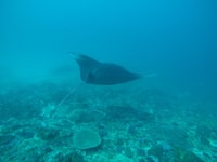Nusa penida, Manta Ray Şnorkeling ile Tekne Turu 4 Durak - Hizvo