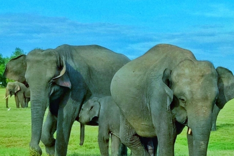 Safari dans le parc national de Minneriya/Kaudulla/Hurulu