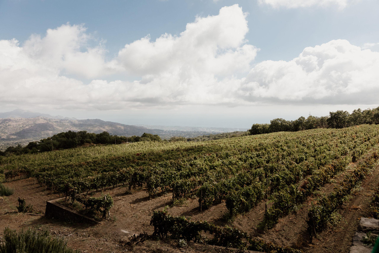 Visit: Gambino Vini Etna Winery + Private Transfer from Taormina Visit: Cantina dell'Etna Gambino Vini + Private Transfer from Taormina