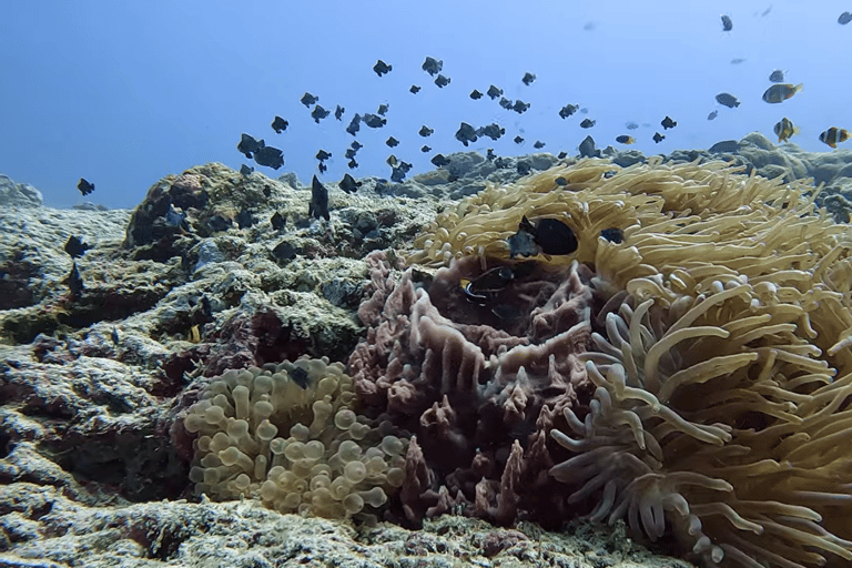 Moalboal : Scuba Diving Sardine Run and Turtle Chasing Scuba Diving: Sardine Run, Turtle Chasing &Pescador Island