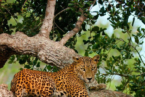 Bentota: Yala National Park Safari and Galle Fort Day Tour All Inclusive Yala Safary With Galle Fort Tour