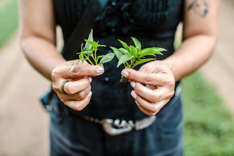 Hoi An Bites Food Tour with 15+ Tastings