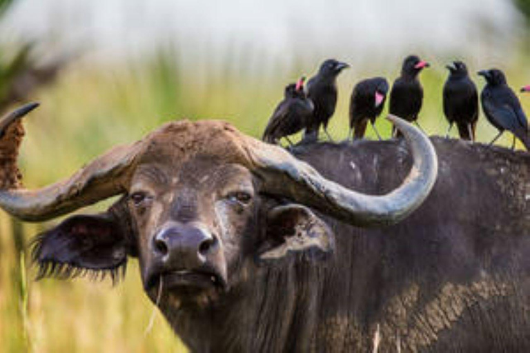 Oeganda: 4-daagse safari naar Lake Mburo en Queen Elizabeth NP