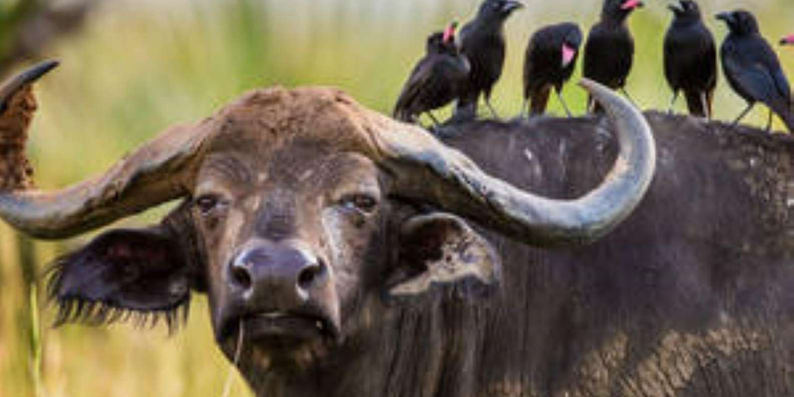 우간다: 음부로 호수와 퀸 엘리자베스 국립공원으로 떠나는 4일 사파리 | GetYourGuide, image size:1585x792