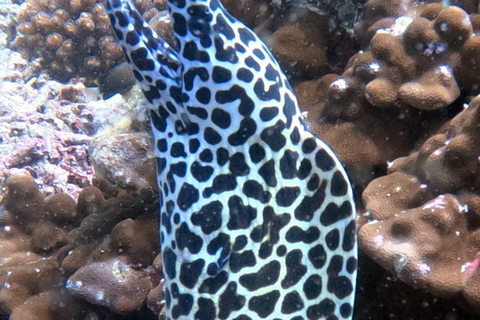 Muscat : Les îles Daymaniat s&#039;essaient à la plongée sous-marine