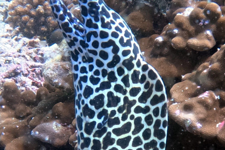 Muscat : Les îles Daymaniat s&#039;essaient à la plongée sous-marine