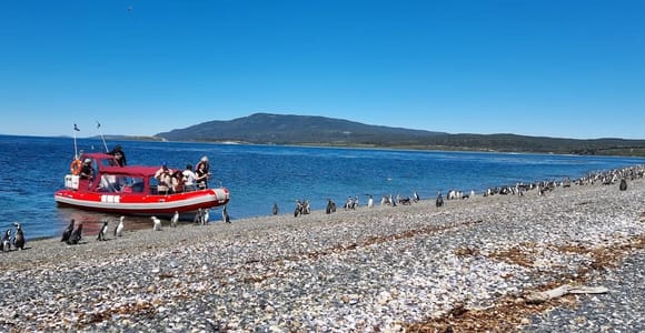 Ushuaia: tour en barco a Puerto Almanza y colonia de pingüinos
