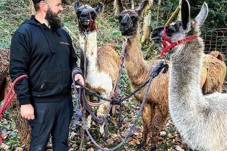 Triesenberg: Walking Tour with Llamas and Cheese Raclette