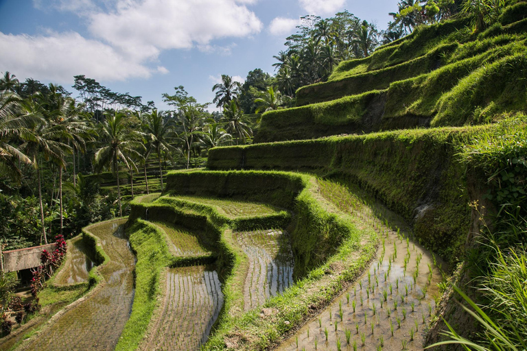 Bali: Die besten Wasserfälle und Reisterrassen mit privaten TransfersTour inkl. Eintrittsgelder, Abholung und Rücktransfer