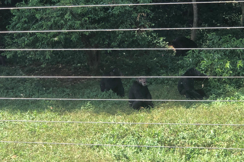 Kampala/Entebbe: Ngamba Island Chimps Sanctuary Tour