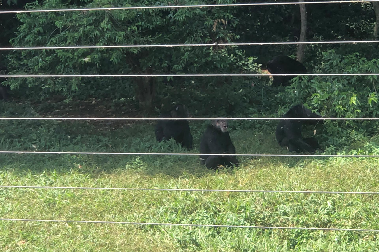 Kampala/Entebbe: Ngamba Island Chimps Sanctuary Tour