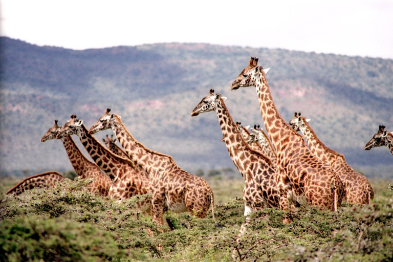 3-tägige Serengeti und Ngorongoro Safari