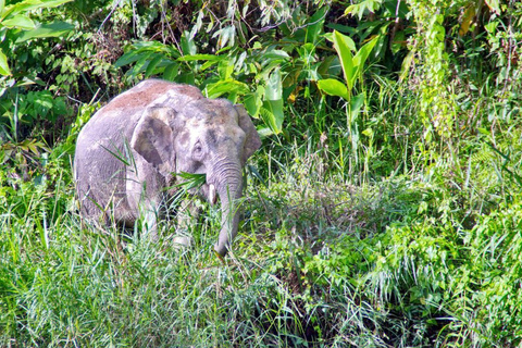 Sandakan: 2 Days 1 Night Bilit, Kinabatangan River Wildlife (Shared Tour) 2 Days At Bilit, Kinabatangan River Wildlife