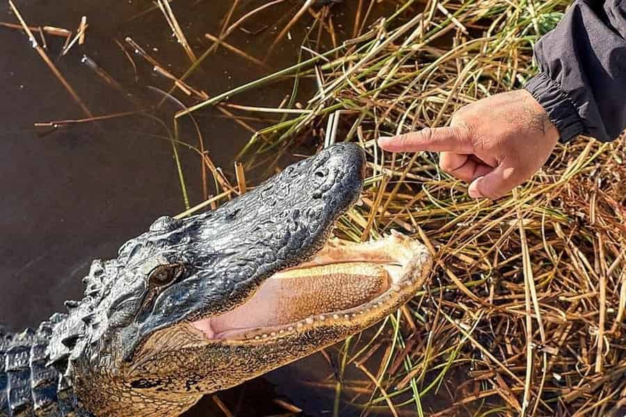 Miami: Ganztagestour durch die Everglades mit 2 Bootstouren und Mittagessen. Foto: GetYourGuide