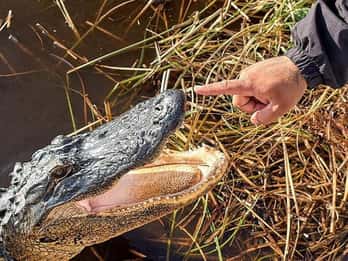 Miami: Ganztagestour durch die Everglades mit 2 Bootstouren und Mittagessen