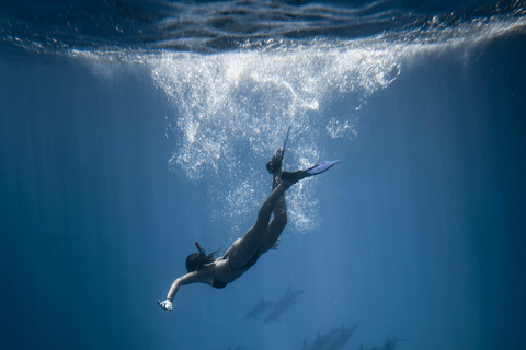 Hurghada: All-Inclusive Elite VIP Dolphin House & Massage Including Transfer from Hurghada