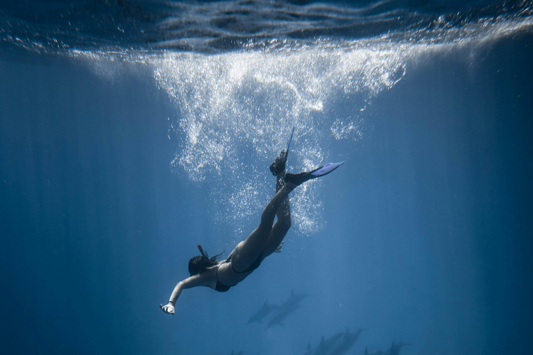 Hurghada: All-Inclusive Elite VIP Dolphin House & Massage Including Transfer from Hurghada