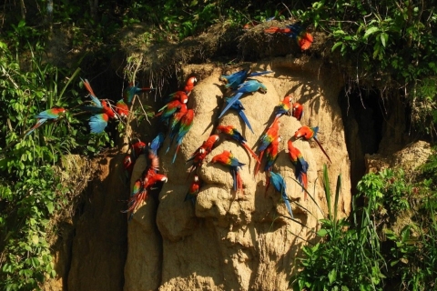 Puerto Maldonado: Parrot and Macaw Clay Lick Excursion.