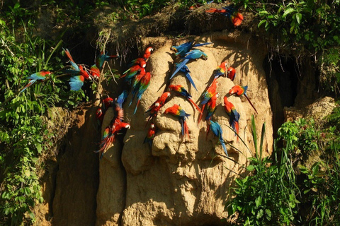 Puerto Maldonado: Parrot and Macaw Clay Lick Excursion.