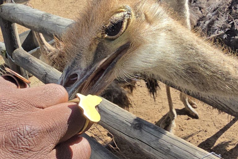 Cape Town: Ostrich Ranch Safari with Hotel Transfer