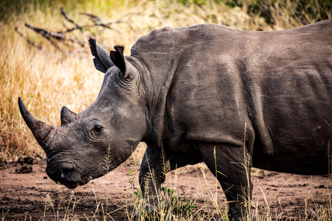 Excursão de um dia de safári em Joanesburgo - Pilanesberg Big 5 Adventure