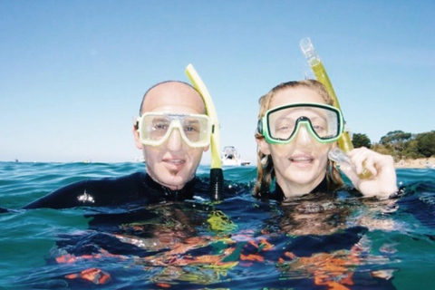 Portsea: Guided Snorkeling Tour with Weedy Sea Dragons