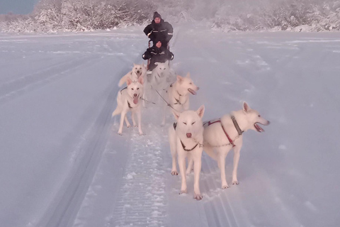 Levi: 2-kilometrowa przejażdżka zaprzęgiem husky z własnym napędem