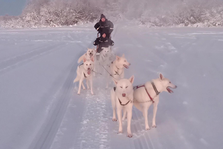 Levi: Self-Drive 2 KM Husky Sledding Experience