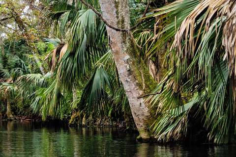 Orlando: Silver Springs Guided Kayak Tour with Shuttle