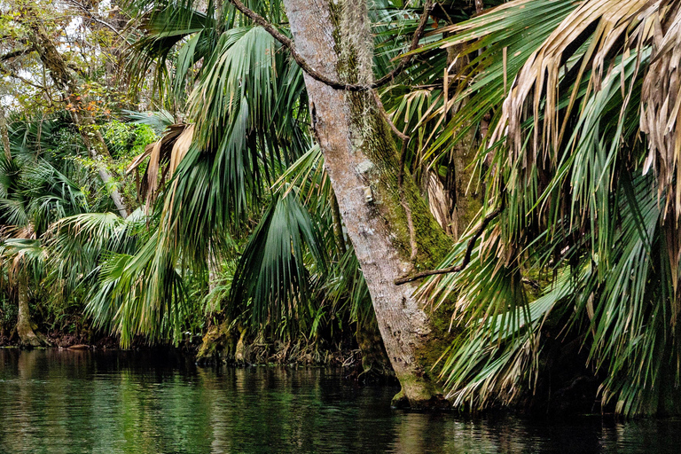 Orlando: Silver Springs Guided Kayak Tour with Shuttle