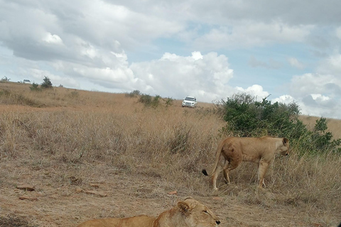 Park Narodowy Lake Nakuru z NairobiOpcja standardowa