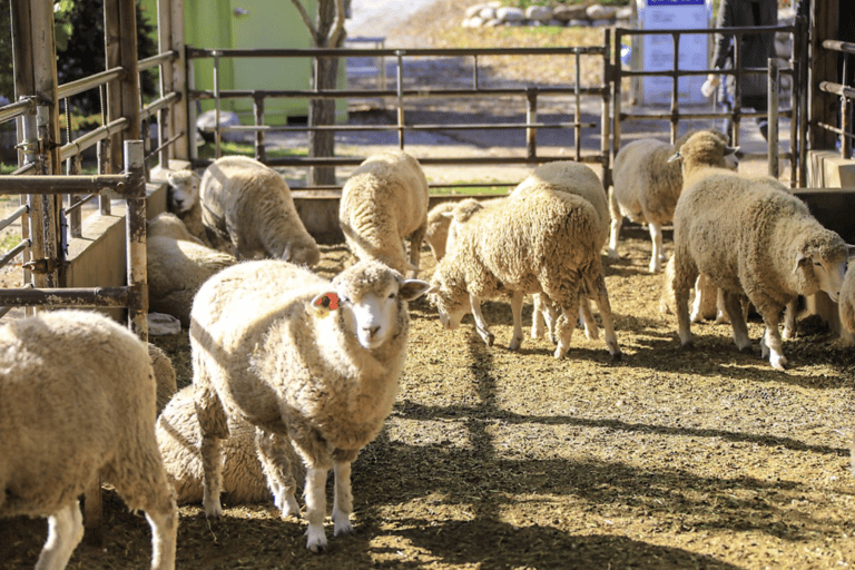 Seoul:Yangpyeong Day Trip with Dumulmeori & Yongmunsa Temple