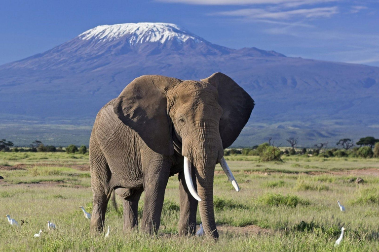 5-Day Masai Mara, Lake Nakuru, and Amboseli Tour