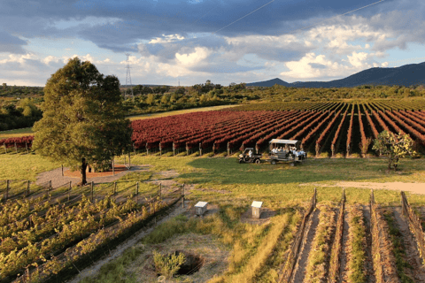 León: Visita a los Viñedos de Tierra de Luz con Cata de Vinos