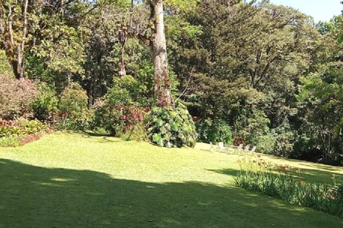 Kakamega Bos: Vogelsafari