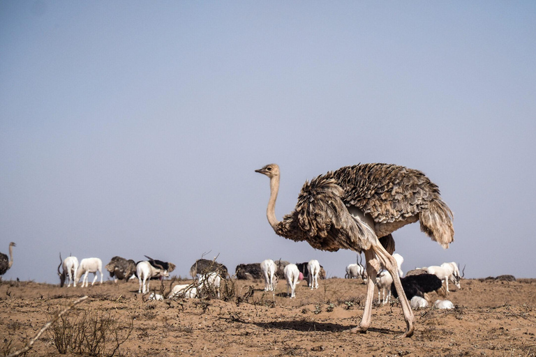 Agadir: Souss-Massa National Park & Crocopark Tour