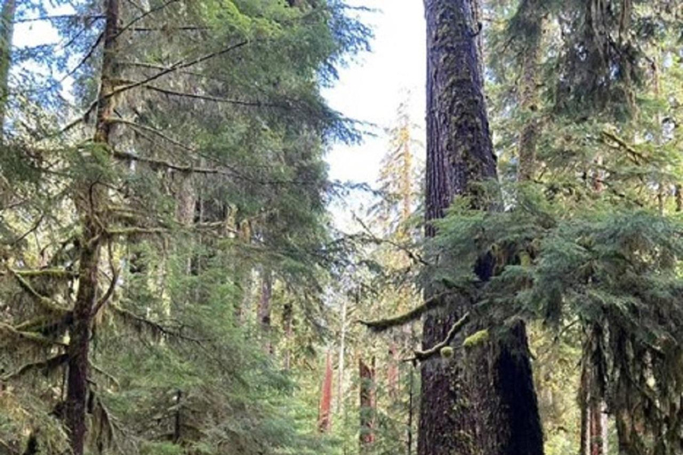 Small Group: Olympic Park & Forks Day Trip From Seattle