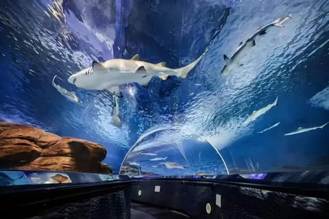 Shanghai: Shanghai Ocean Aquarium Tickets