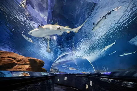Shanghai: Shanghai Ocean Aquarium Tickets