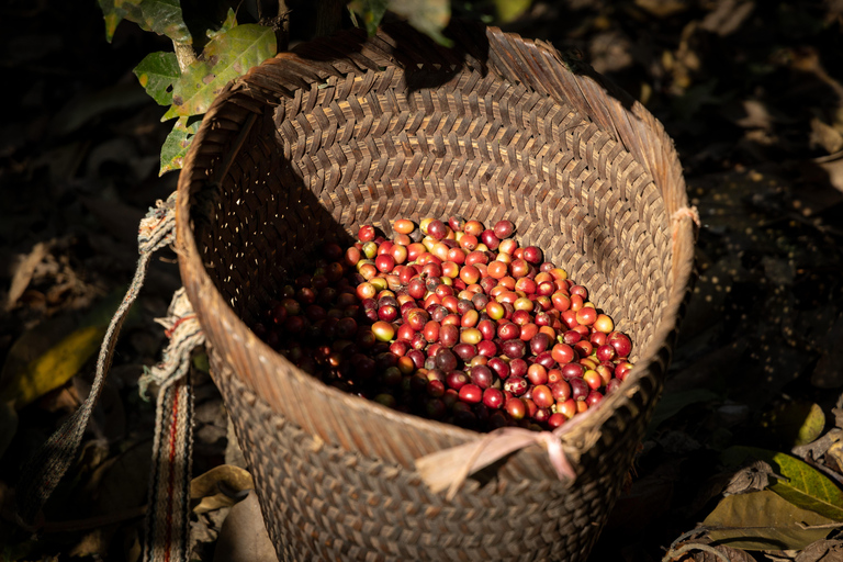 Luang Prabang: Coffee Farm Tour with Roasting & Workshop