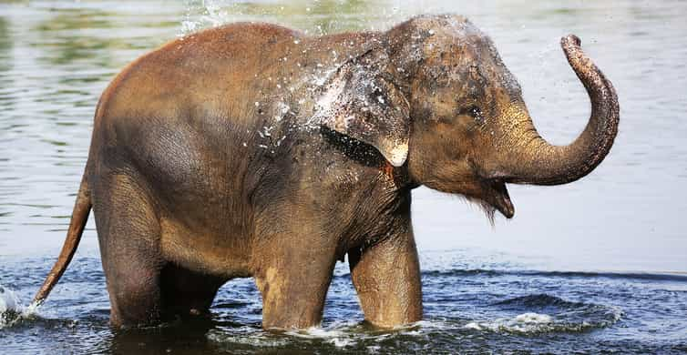 Elephants - Wildlife SOS