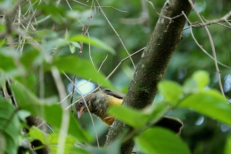 From Nairobi: Ondiri Wetland Guided Walking Tour