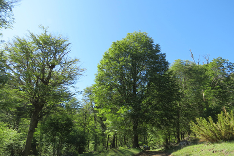 San Martín de los Andes: Half-Day Tour to the Mallin Grande