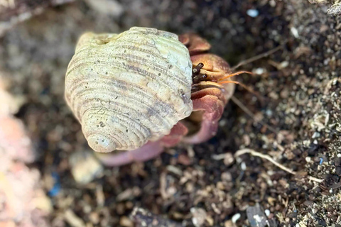 Similan Catamaran Small Group Day Tour From Phuket/Khao Lak