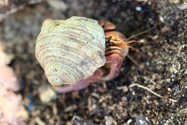 Similan Catamaran Small Group Day Tour From Phuket/Khao Lak