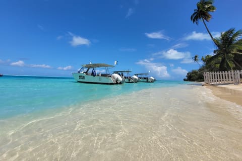 Bora Bora: 1 plongée en après-midi pour plongeur certifié