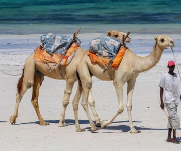 Watamu: traslado al aeropuerto