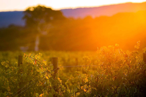 Adelaide Hills: Wycieczka fotograficzna z kawą